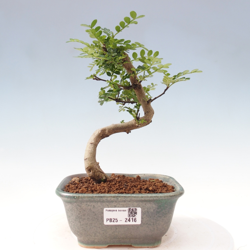 Bonsai do wnętrz - Zantoxylum piperitum - Mięta pieprzowa