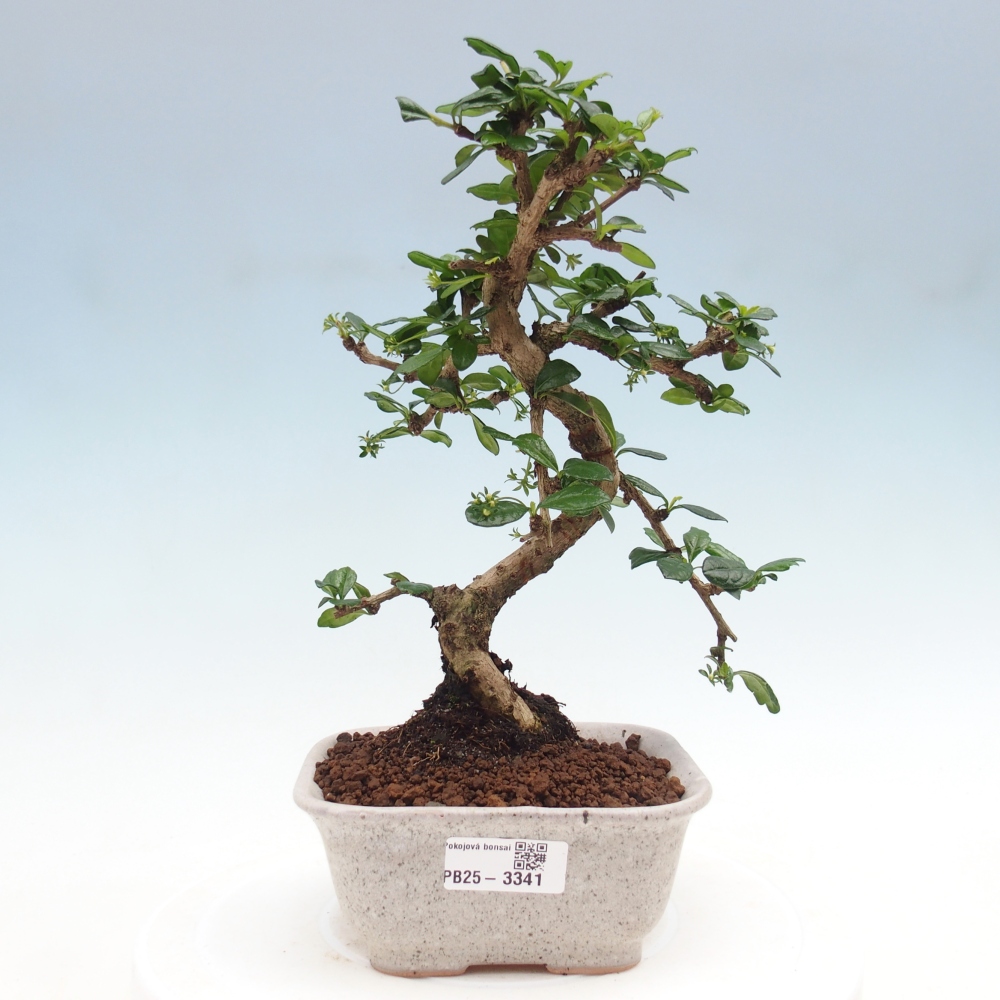 Bonsai wewnętrzne - Carmona makrophylla - Herbata Fuki