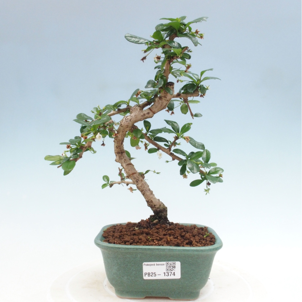 Bonsai wewnętrzne - Carmona makrophylla - Herbata Fuki