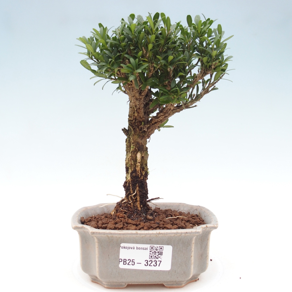 Pokój bonsai - Buxus harlandii - buxus korkowy