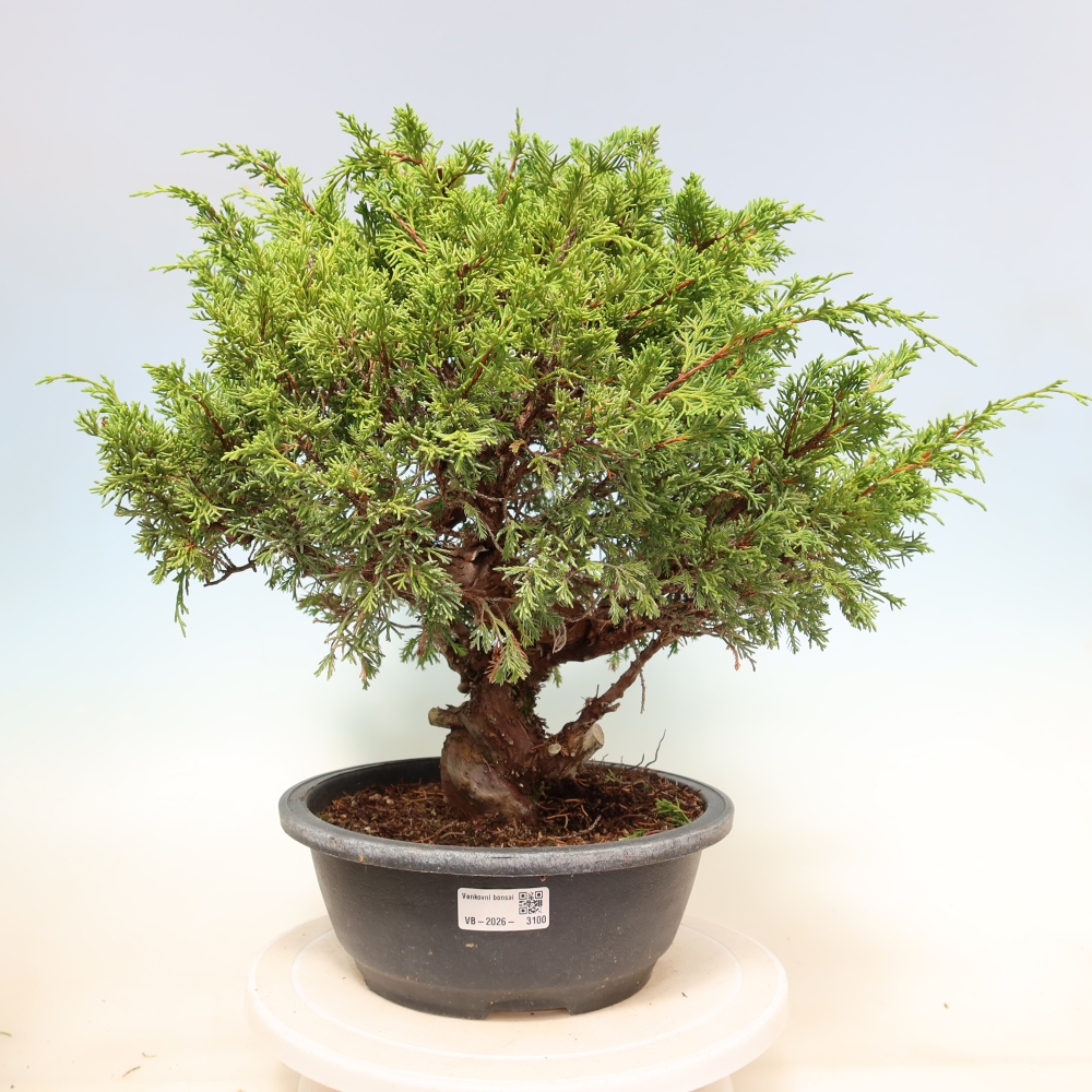 Bonsai ogrodowe – Juniperus chinensis Itoigawa – jałowiec chiński