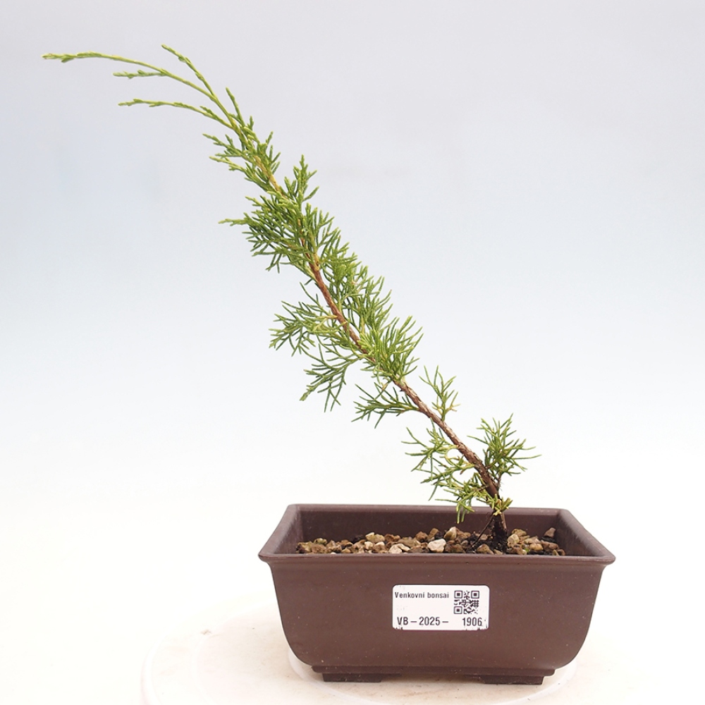 Outdoor bonsai - Juniperus chinensis Itoigawa - Jałowiec chiński