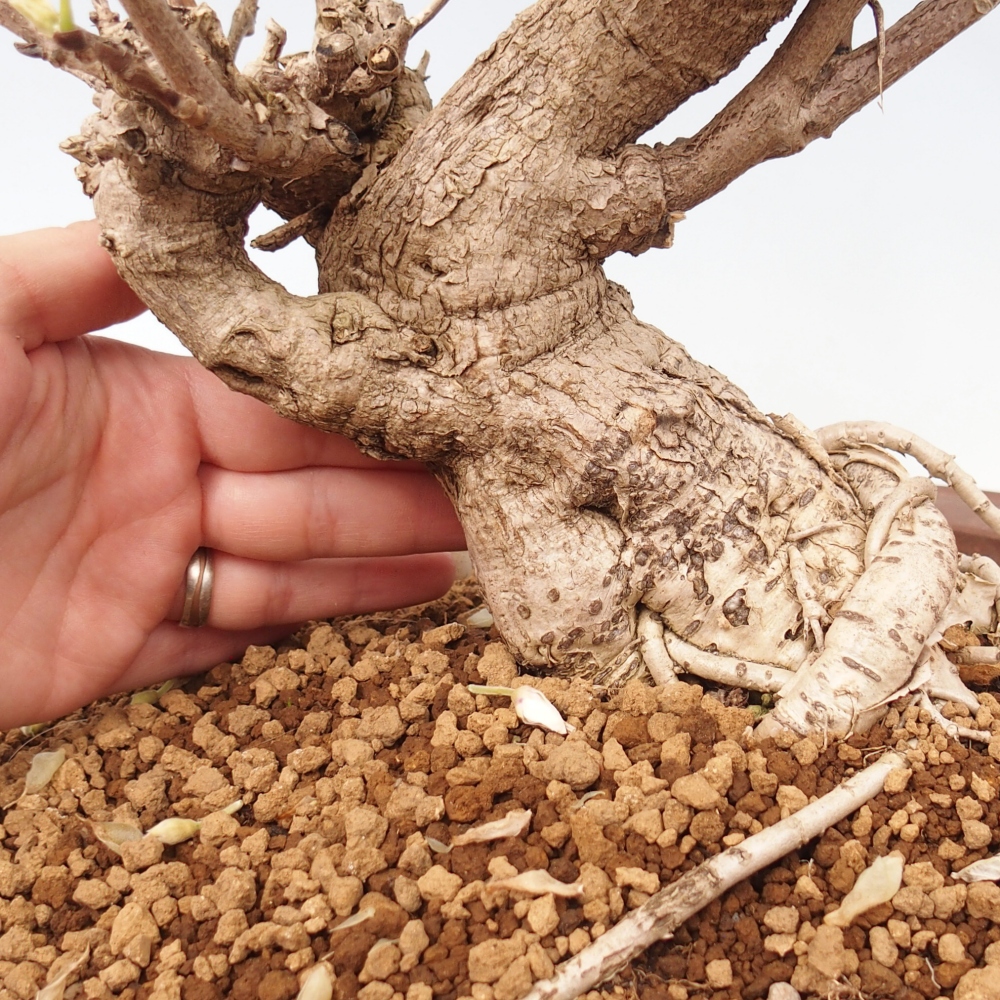Bonsai zewnętrzne - Vistaria - Wisteria