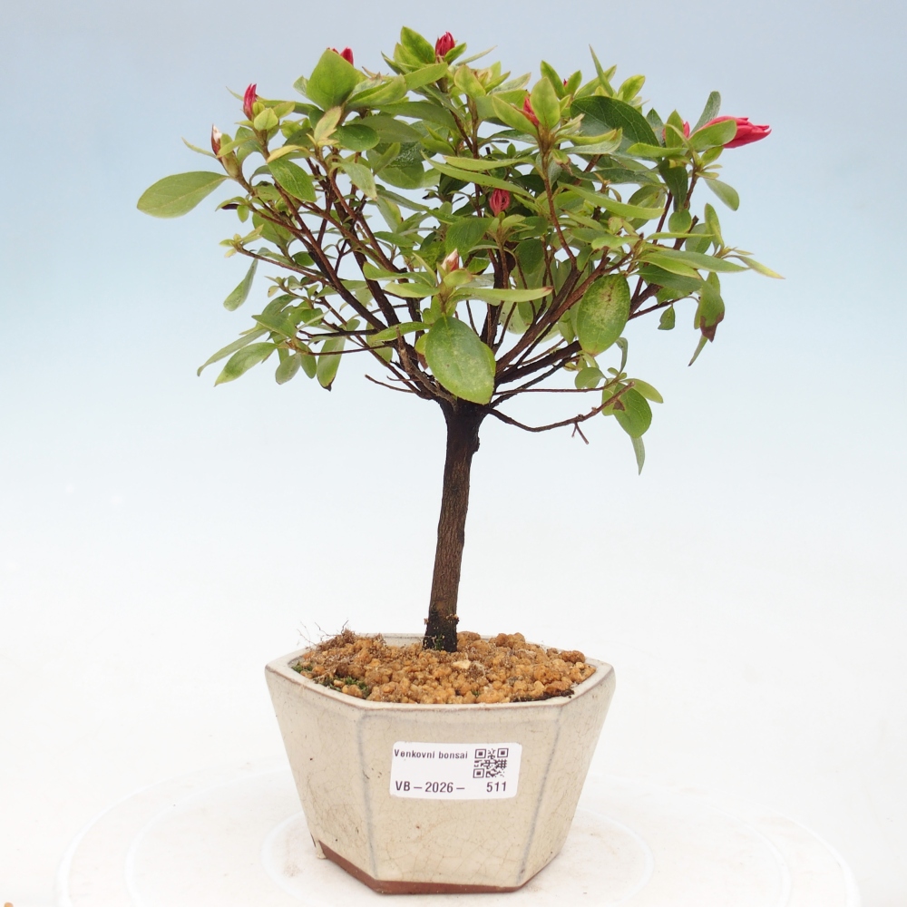 Outdoor bonsai - Azalia japońska - Azalea sp.