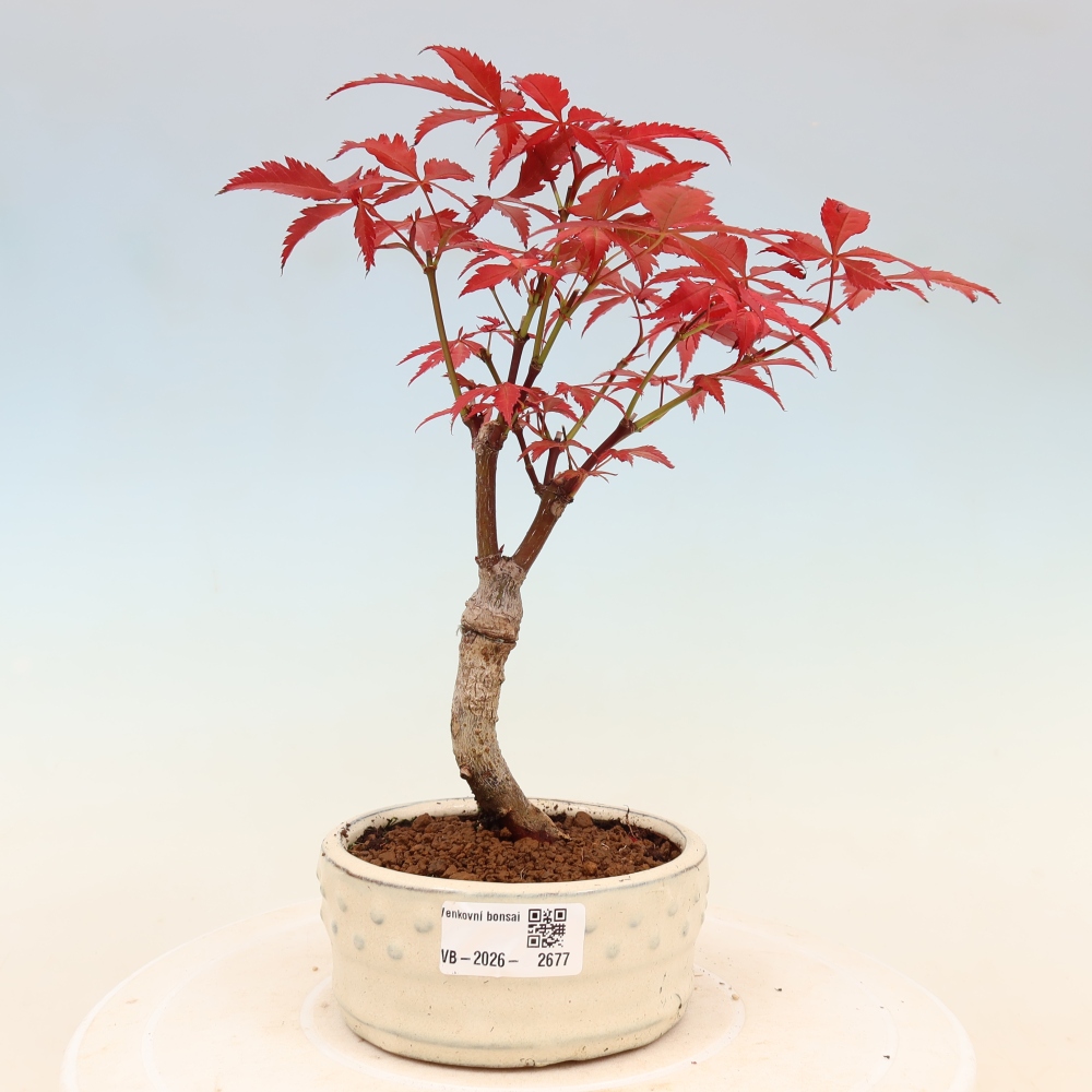 Bonsai na zewnątrz - Palma Acer. Atropurpureum-Javor palmate