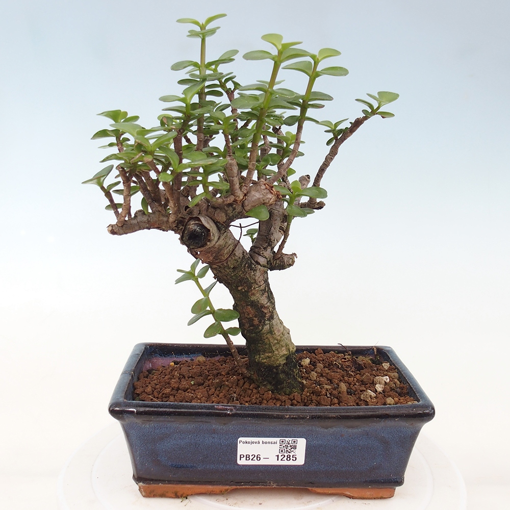 Pokój bonsai - Portulakaria Afra - Tlustice