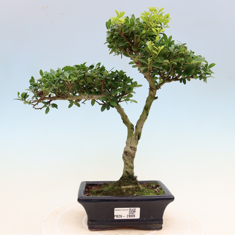 Pokój bonsai - Ilex crenata - Ostrokrzew