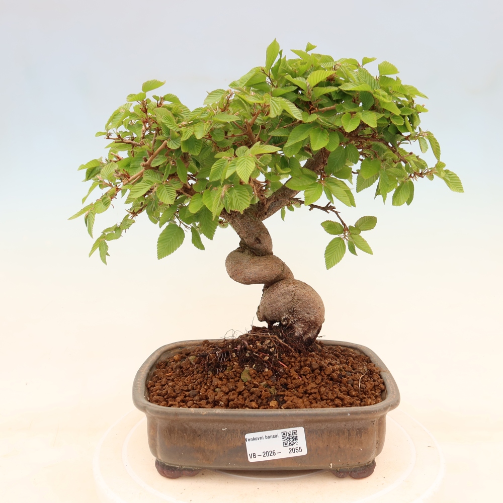 Outdoor bonsai - Carpinus coreana - grab koreański