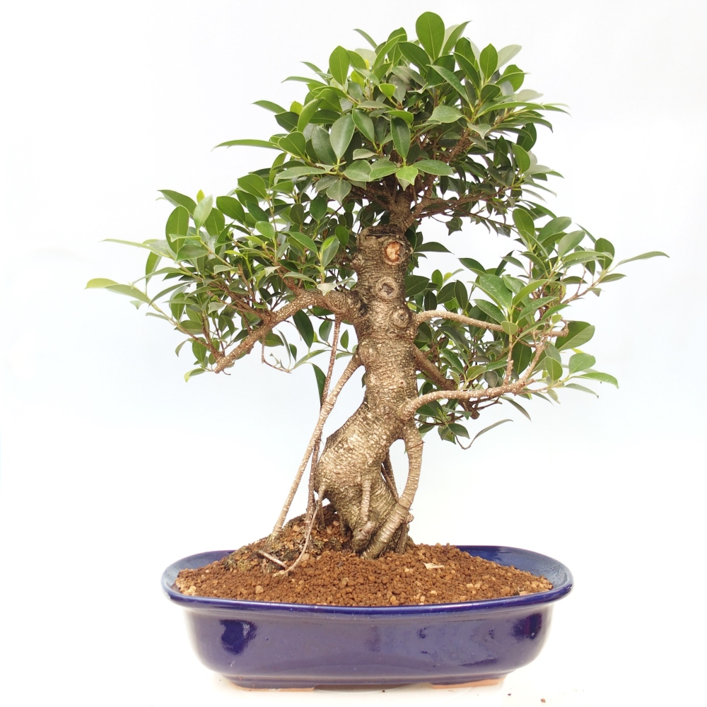 Bonsai pokojowe - Ficus kimmen - figowiec drobnolistny - WYŁĄCZNIE ODBIÓR OSOBISTY lub transport paletowy