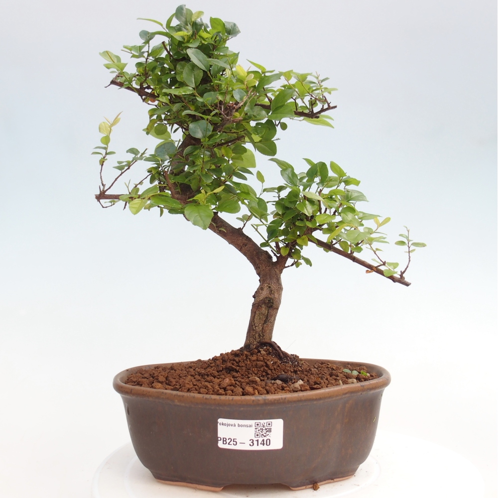 Bonsai wewnętrzne - Sagerécie thea - Sagerécie thea