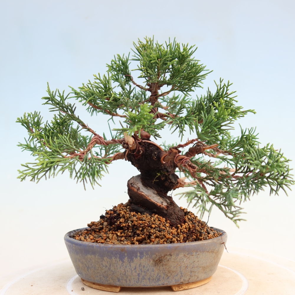 Outdoor bonsai - Juniperus chinensis Itoigawa - Jałowiec chiński
