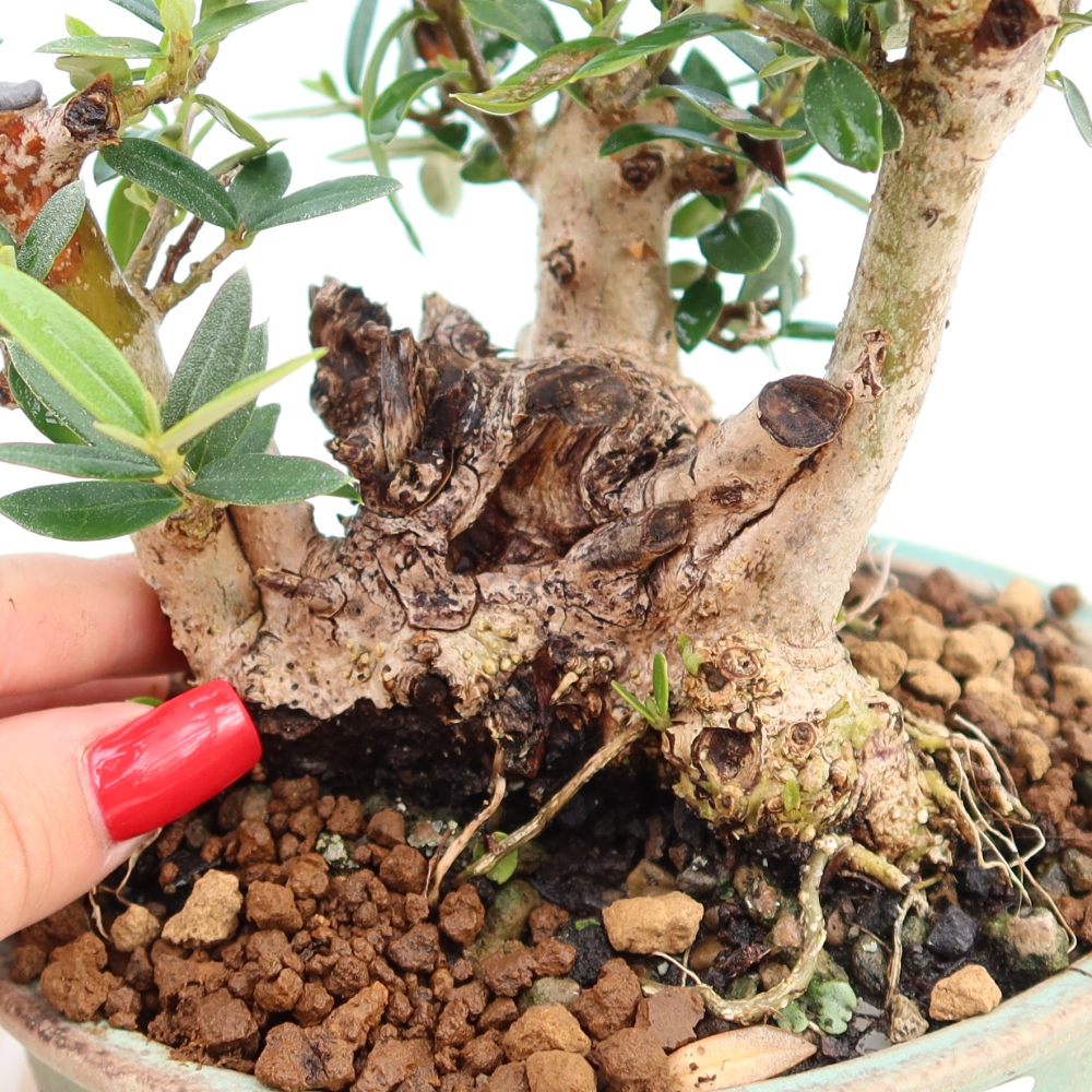 Bonsai do wnętrz - Olea europaea sylvestris