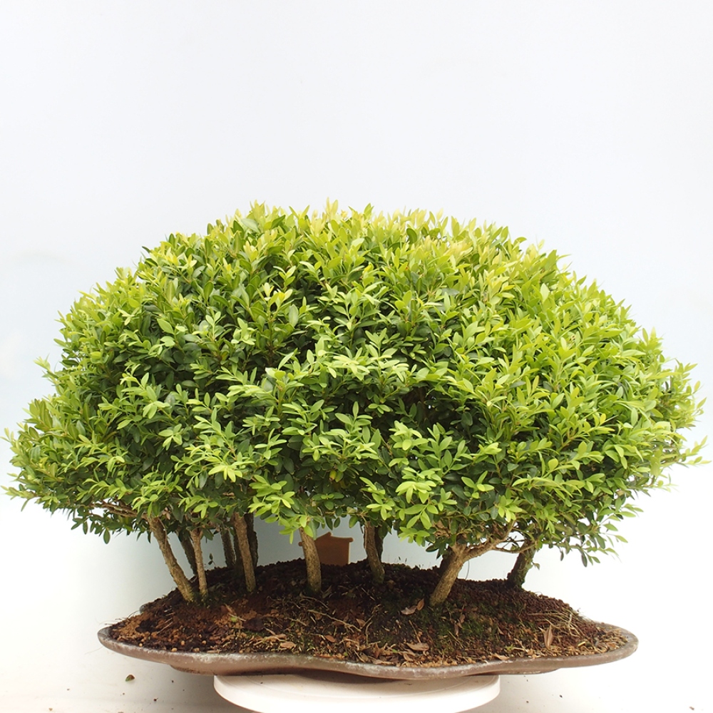 Bonsai ogrodowe - Buxus sempervirens - bukszpan
