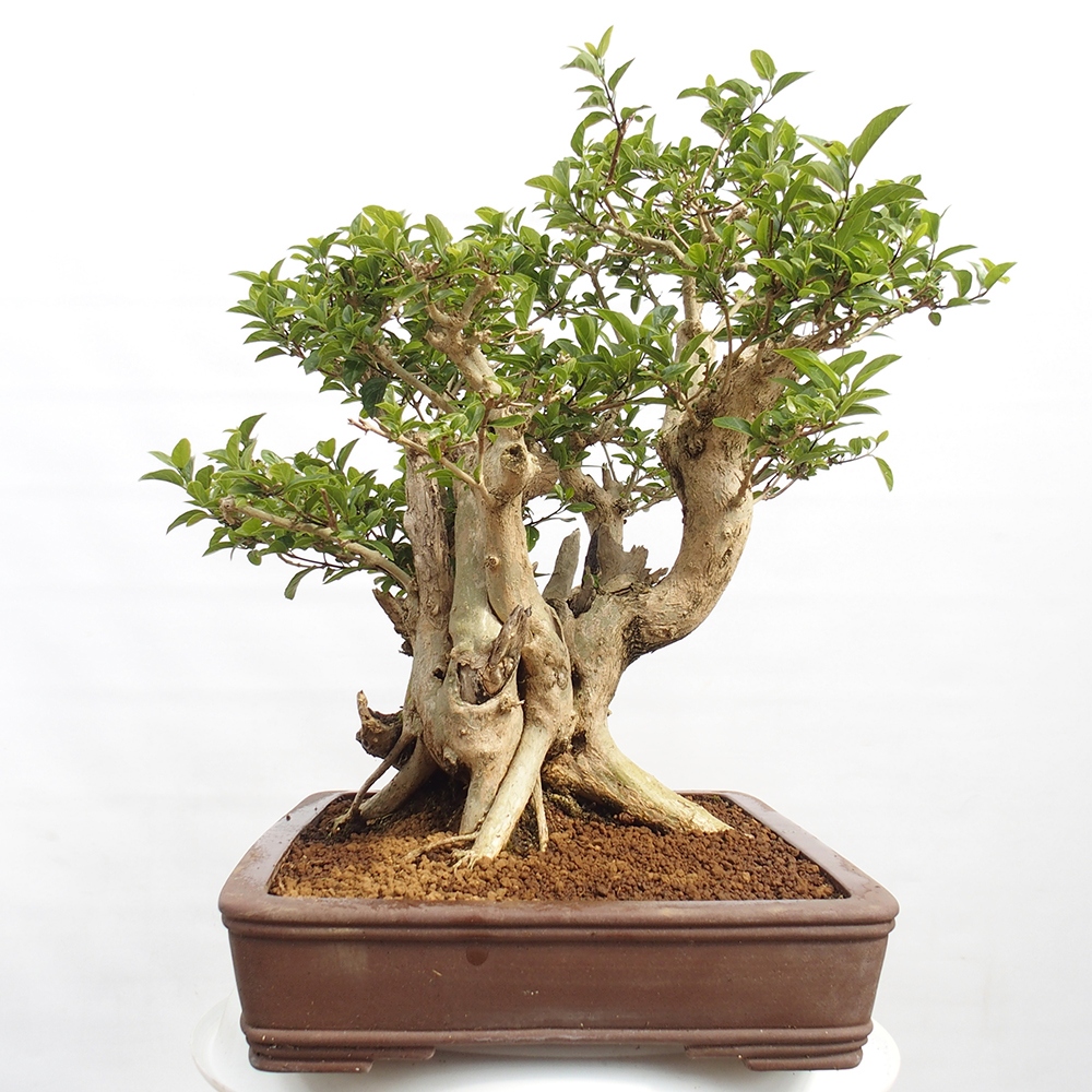 Bonsai wewnętrzne - Premna serratifolia - Kozlovon drobnolistny