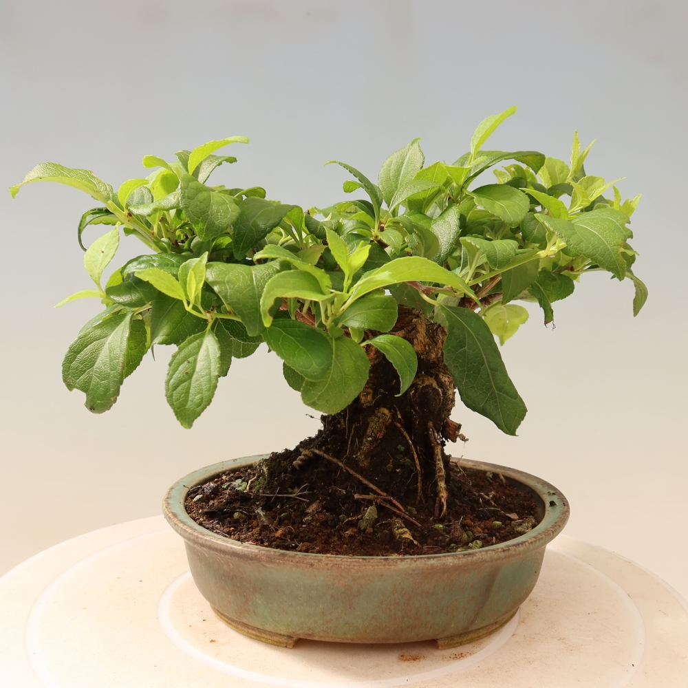Bonsai zewnętrzne - Celastrus orbiculatus