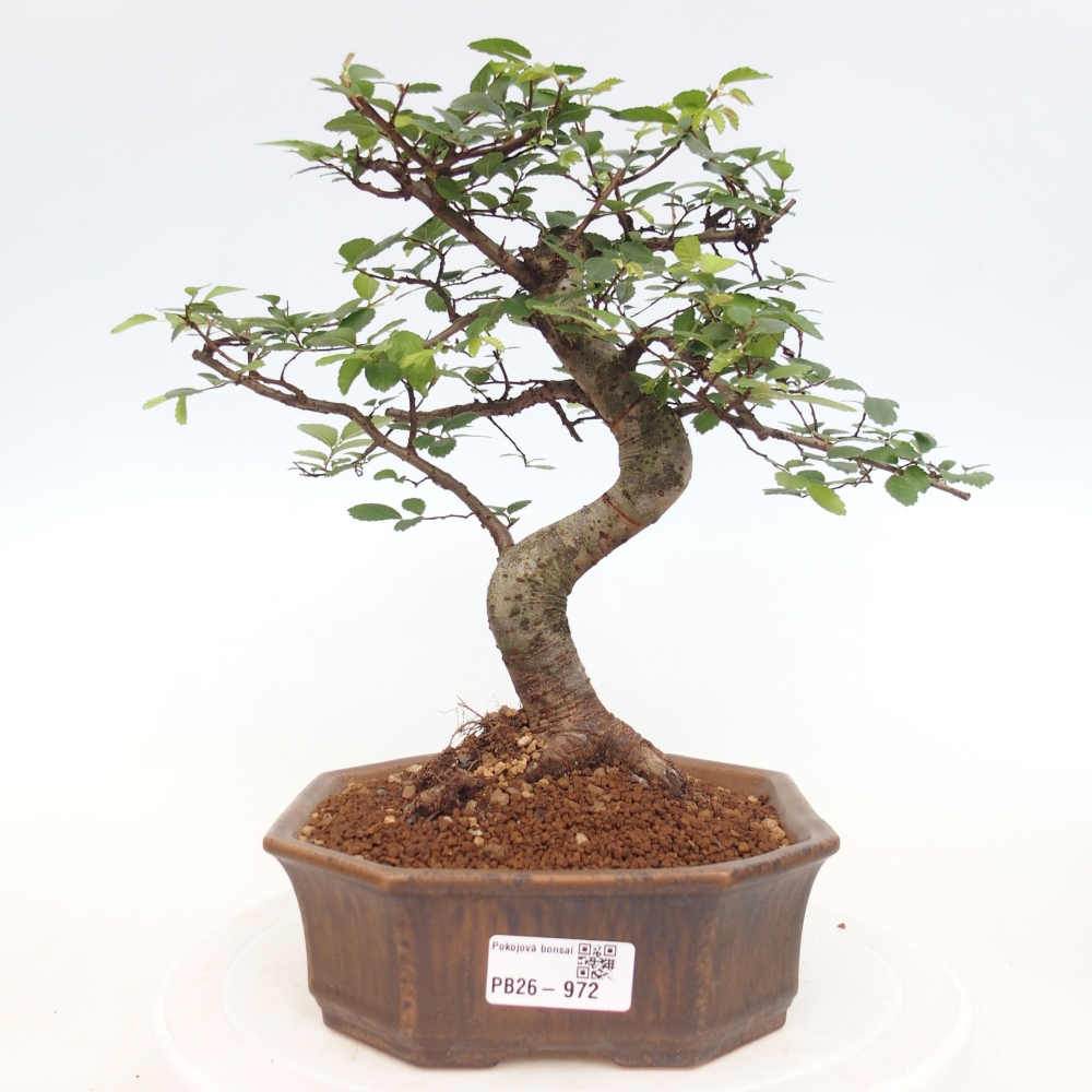 Pokój bonsai - Ulmus parvifolia - Wiąz drobnolistny