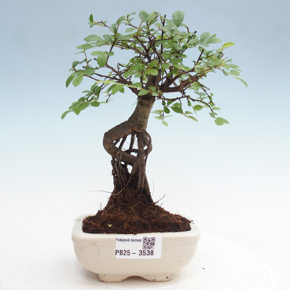Pokój bonsai - Ulmus parvifolia - Wiąz drobnolistny
