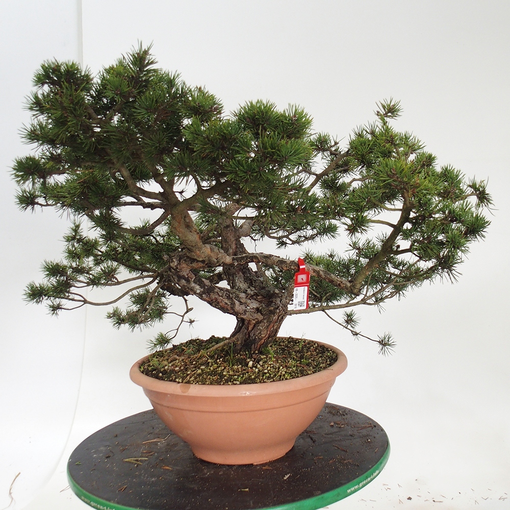 Yamadori - Pinus sylvestris Hiszpania