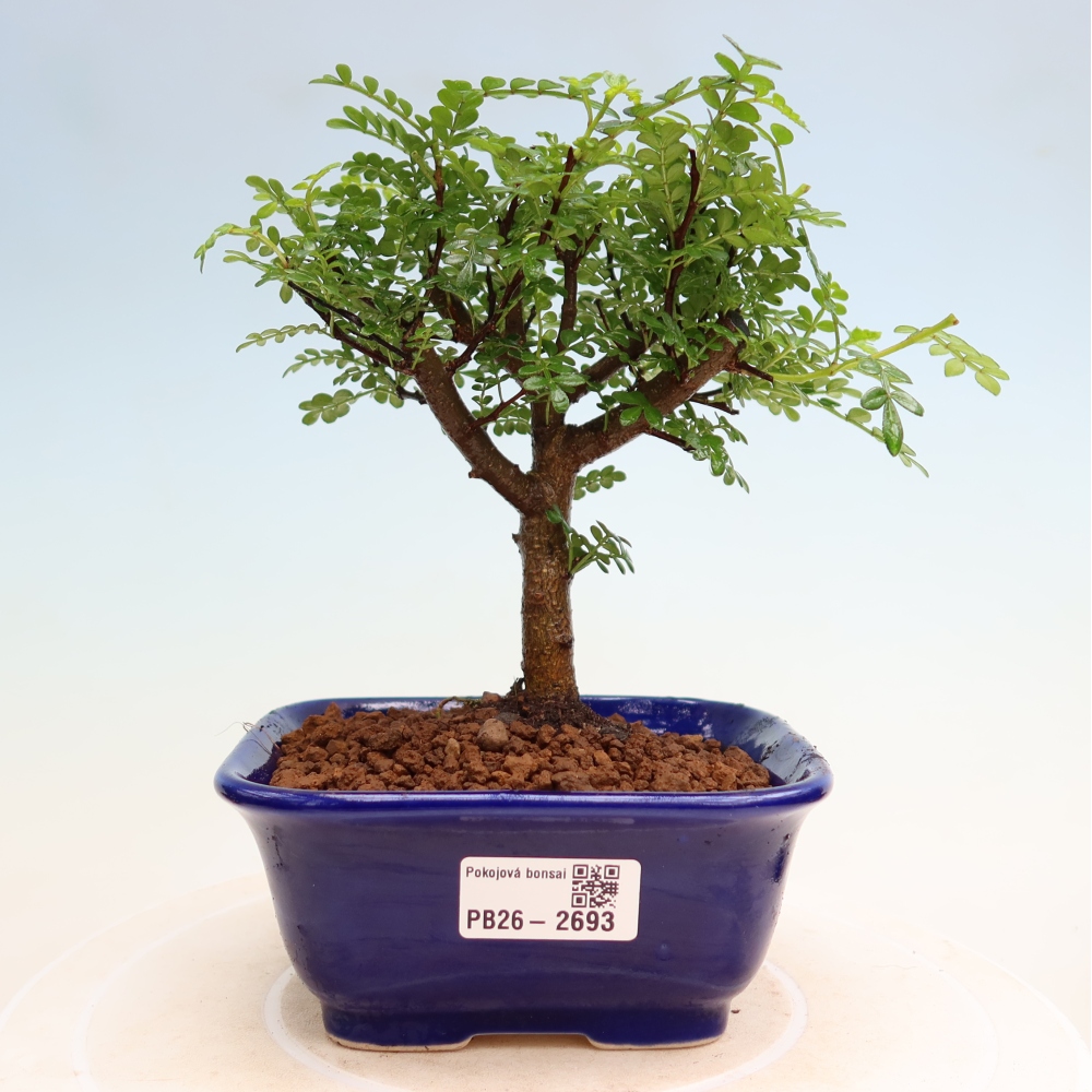 Pokój bonsai - Zantoxylum piperitum - drzewo pieprzowe