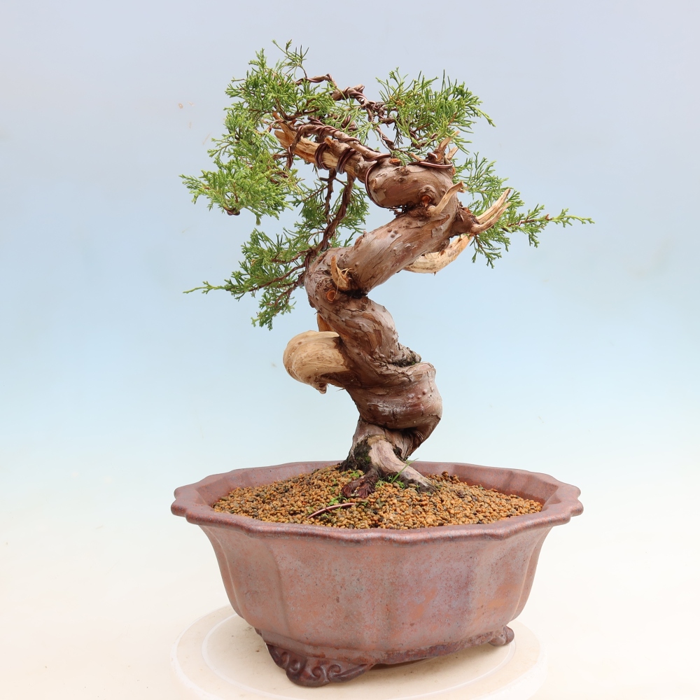 Bonsai ogrodowe – Juniperus chinensis Itoigawa – jałowiec chiński