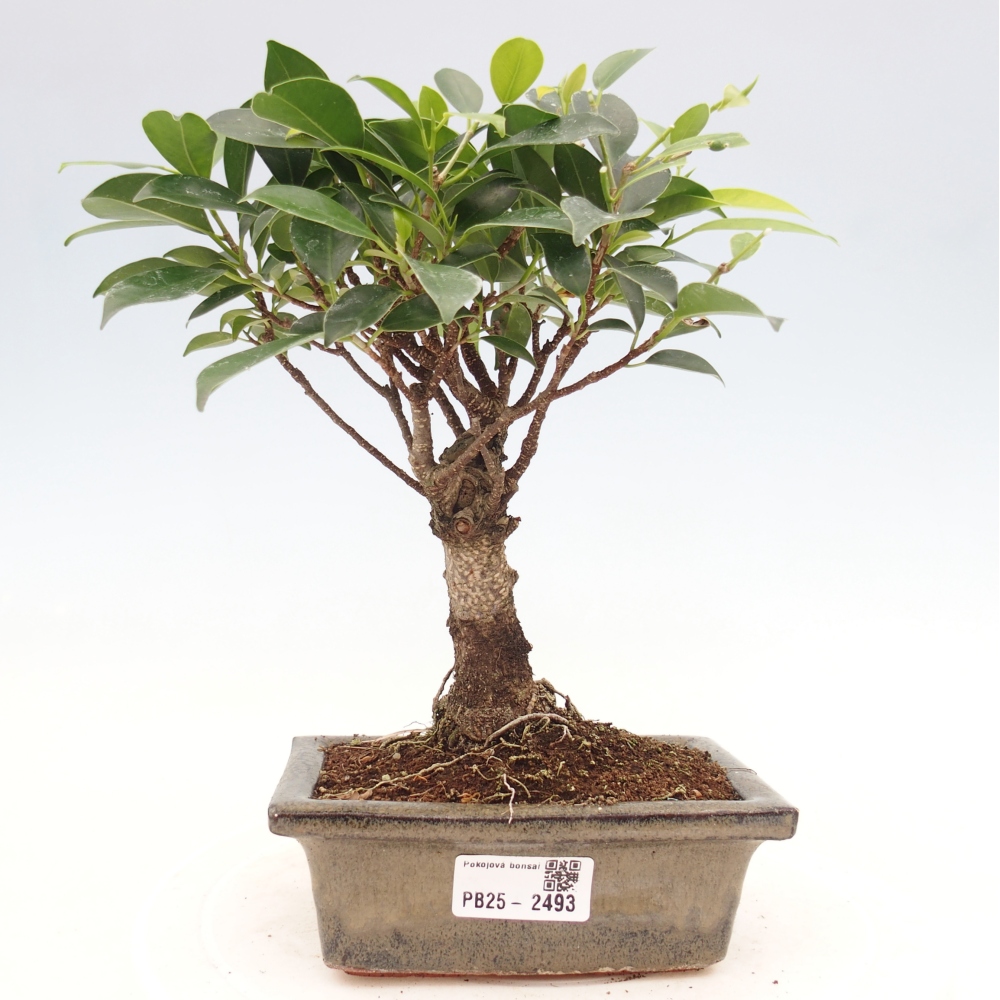 Bonsai wewnętrzne - Ficus retusa - figowiec drobnolistny