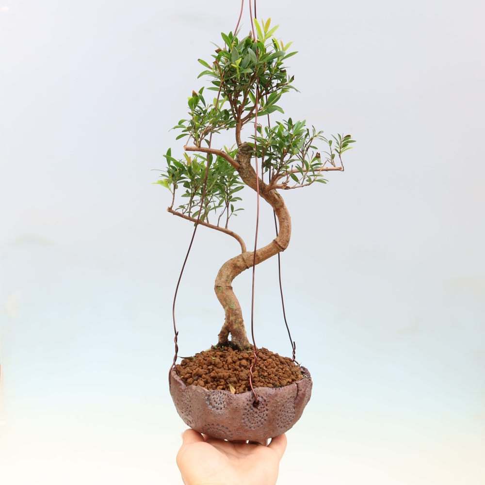 Kokedama w ceramicznej doniczce – Syzygium – drzewo pimentowe