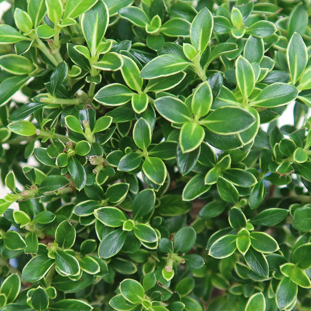 Bonsai pokojowe – Serissa foetida Variegata – Drzewo tysiąca gwiazd