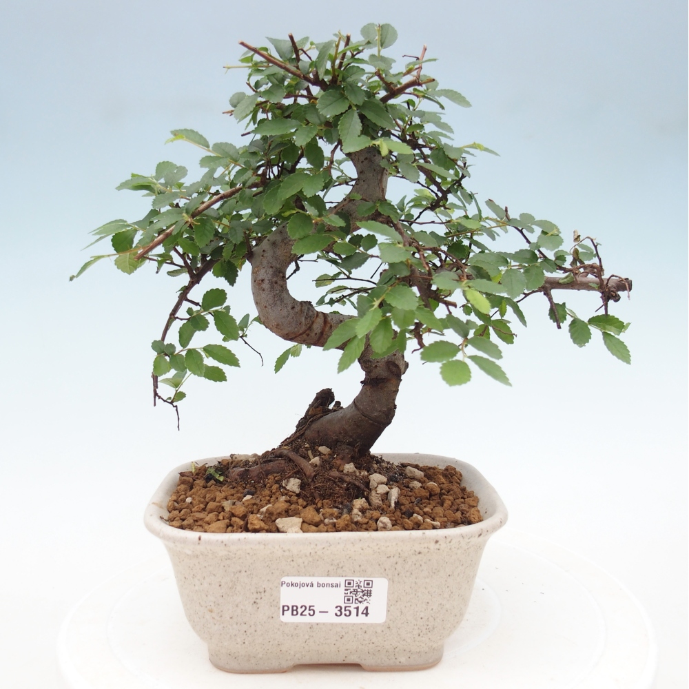 Pokój bonsai - Ulmus parvifolia - Wiąz drobnolistny