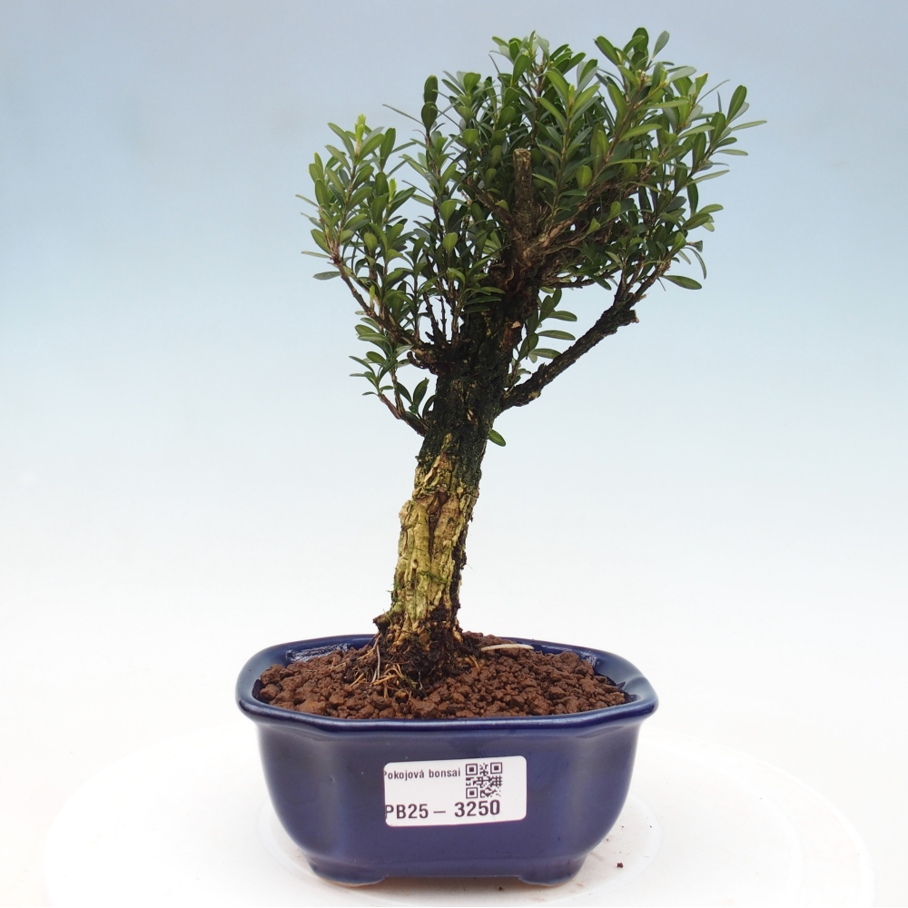 Pokój bonsai - Buxus harlandii - buxus korkowy