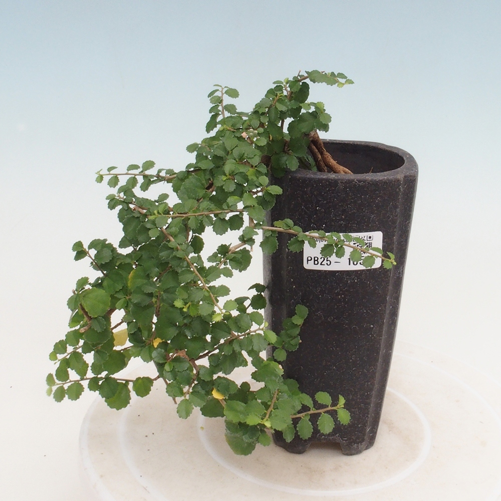 Bonsai wewnętrzne - Grewia sp. - Grewie drobnolistne