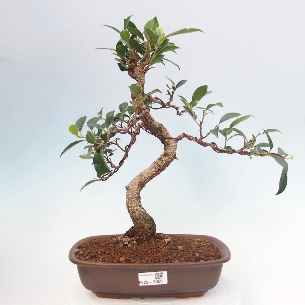 Kryty bonsai - kimono Ficus - figowiec drobnolistny
