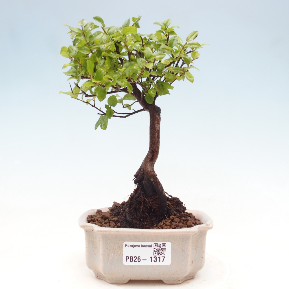 Bonsai pokojowe - Sageretia thea - Sageretia thea
