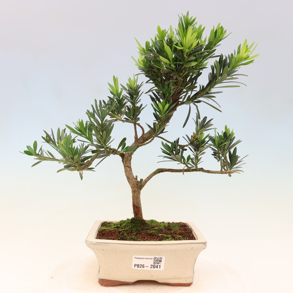 Pokój bonsai - Podocarpus - Kamienny cis