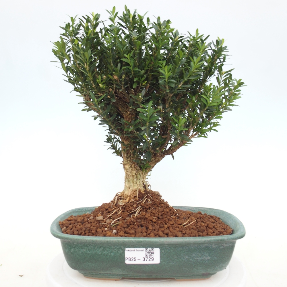 Pokój bonsai - Buxus harlandii - buxus korkowy