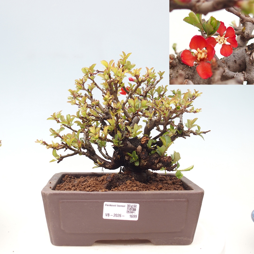 Bonsai zewnętrzne - Chaneomeles speciosa - Pigwa
