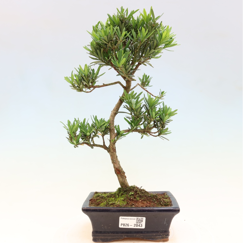 Pokój bonsai - Podocarpus - Kamienny cis