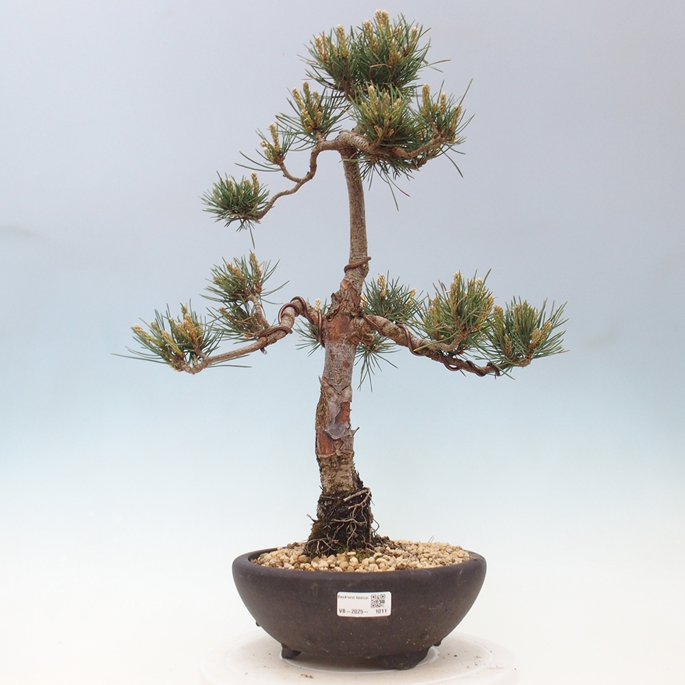 Outdoor bonsai - Pinus Sylvestris - sosna zwyczajna