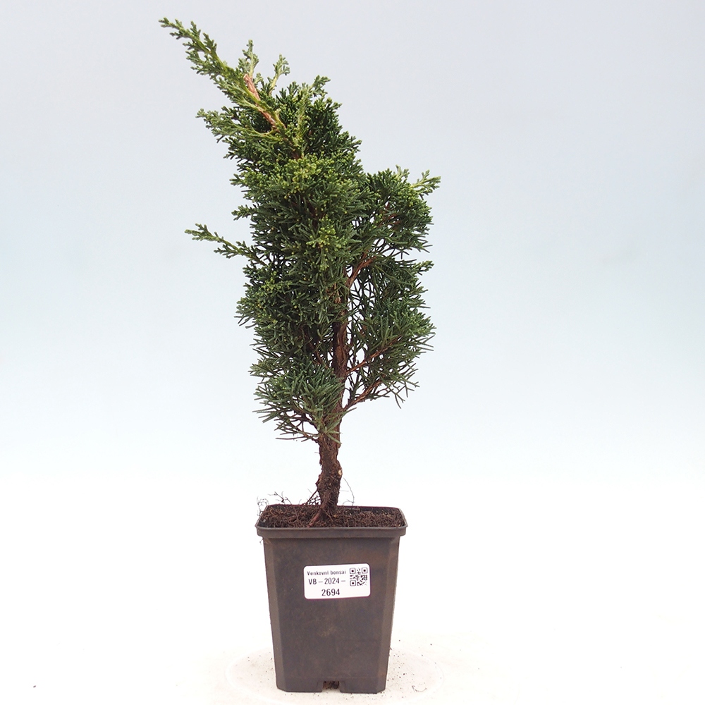 Outdoor bonsai - Juniperus chinensis Kishu - chiński jałowiec