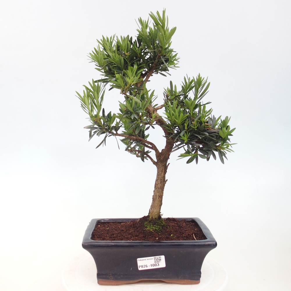 Pokój bonsai - Podocarpus - Kamienny cis