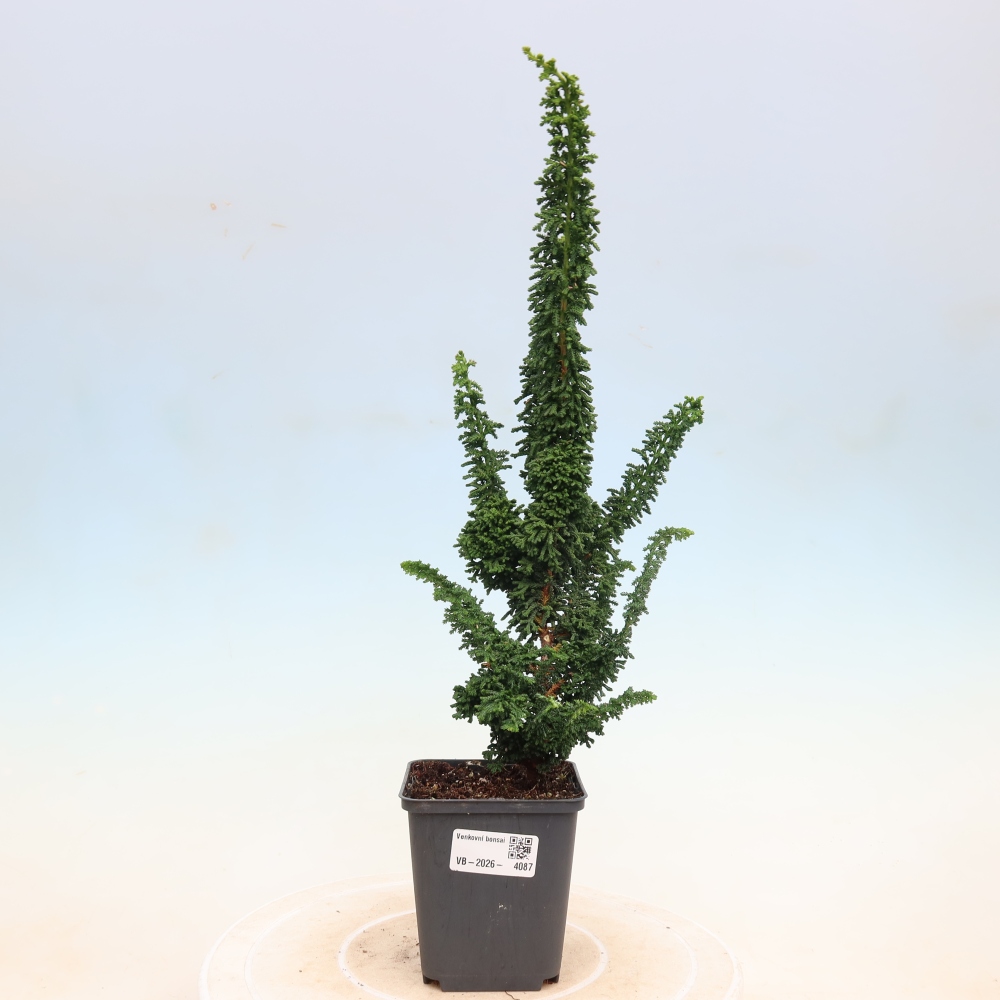 Bonsai zewnętrzne - Cham. obtusa SEKKA HINOKI - Cyprys