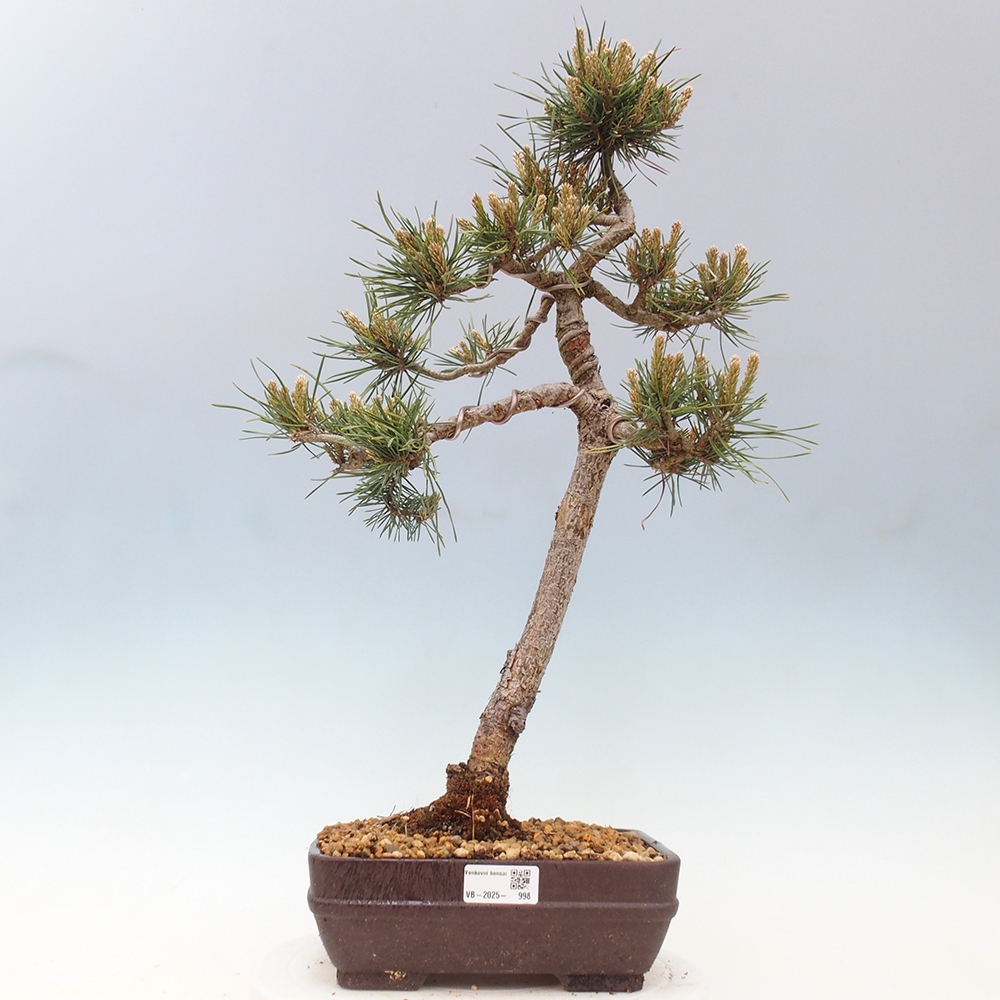 Outdoor bonsai - Pinus Sylvestris - sosna zwyczajna