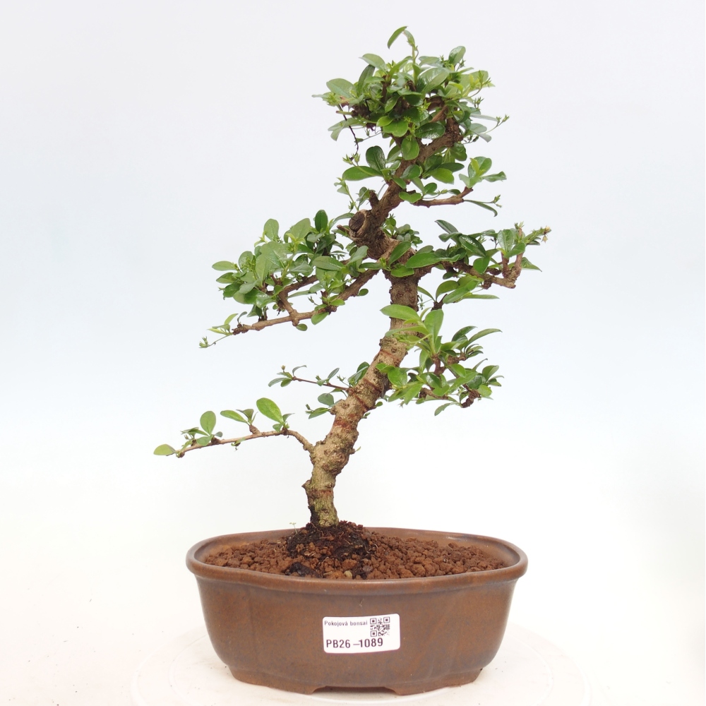 Bonsai pokojowe - Carmona macrophylla - Tea fuki