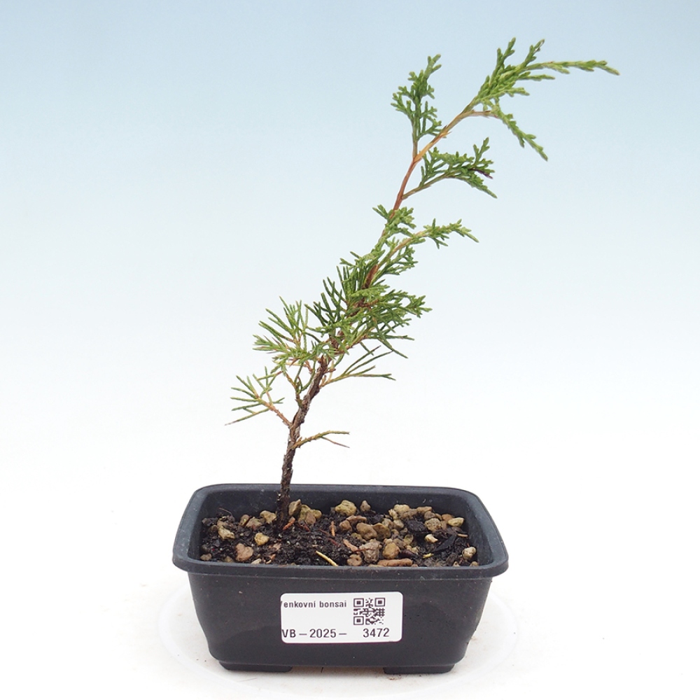 Outdoor bonsai - Juniperus chinensis Itoigawa - Jałowiec chiński