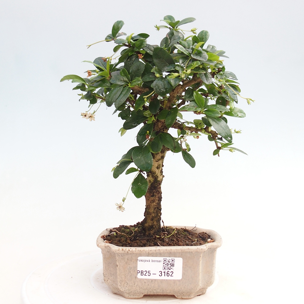 Bonsai wewnętrzne - Carmona makrophylla - Herbata Fuki