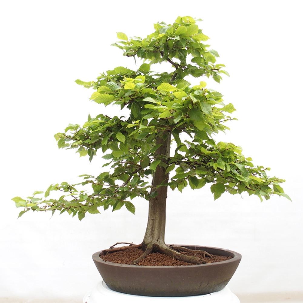 Bonsai zewnętrzne - Grab - Carpinus betulus