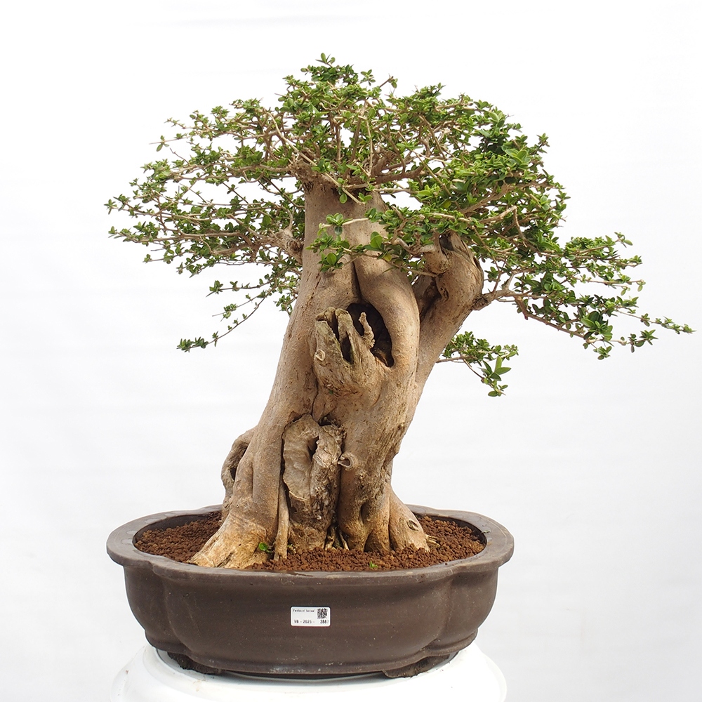 Bonsai wewnętrzne - Premna serratifolia - Kozlovon drobnolistny