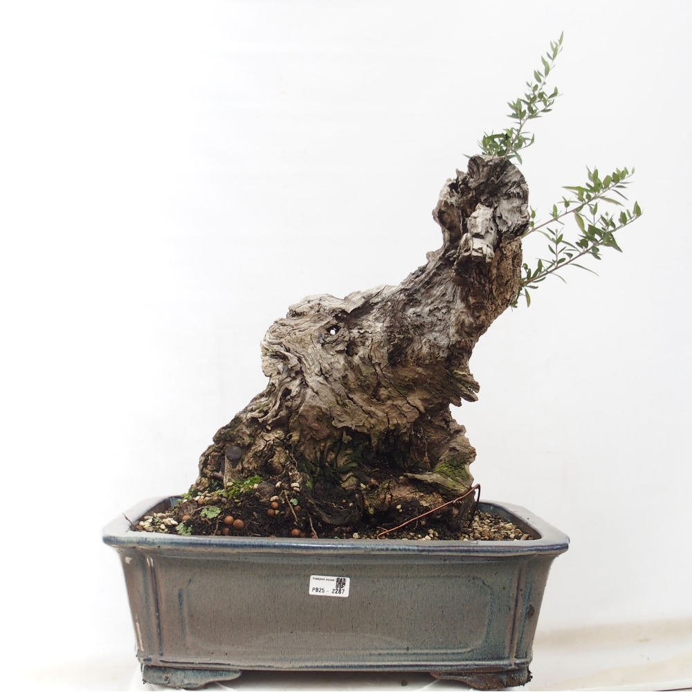 Kryte bonsai - Olea europaea sylvestris - Europejska oliwa z małych liści
