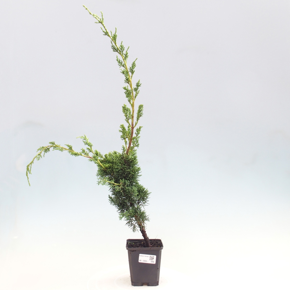 Outdoor bonsai - Juniperus chinensis Kishu