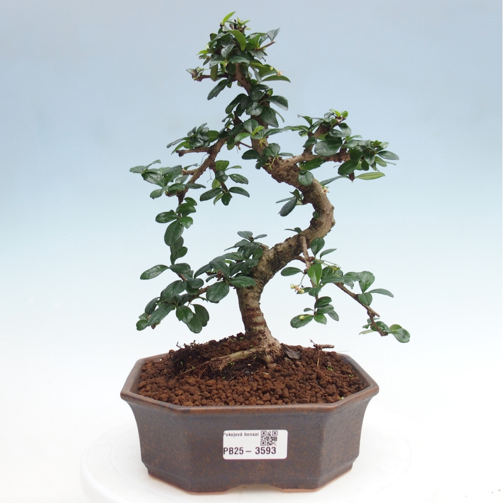 Bonsai pokojowe - Carmona macrophylla - Tea fuki