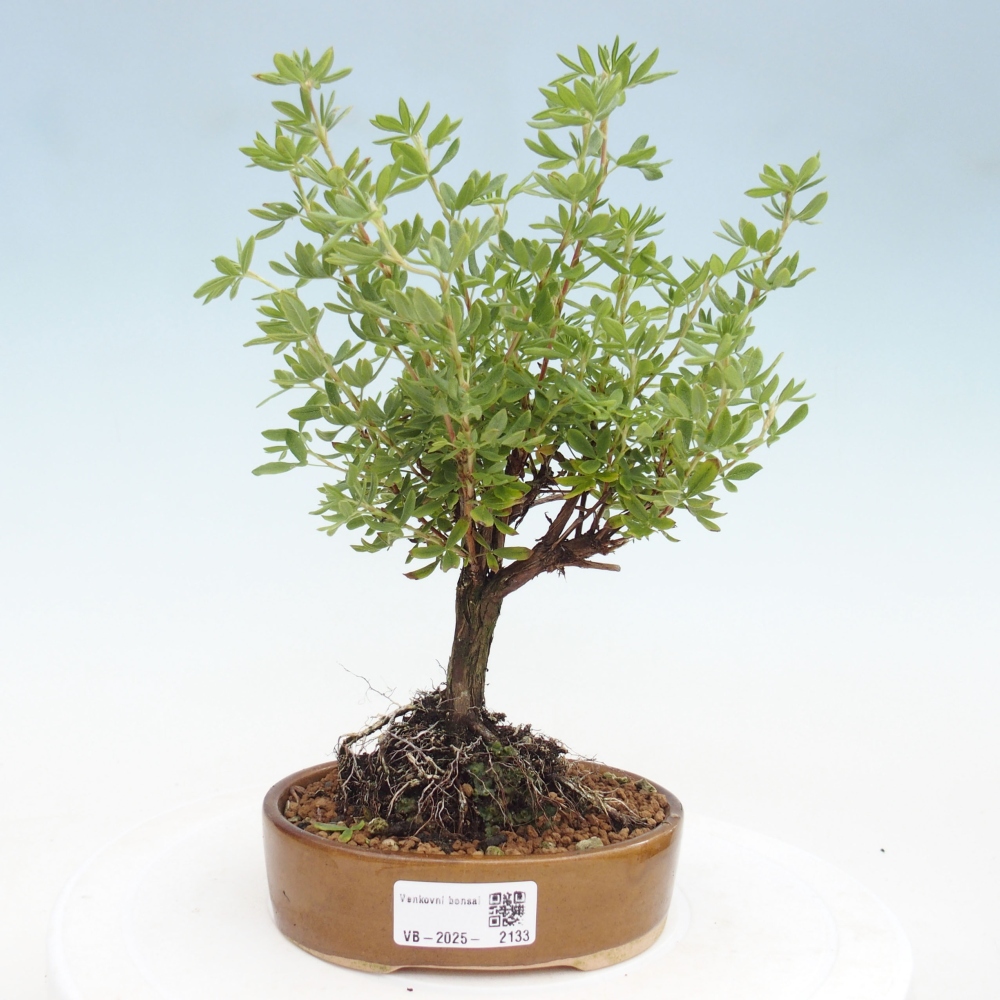 Outdoor bonsai-Pięciolistnik - Potentila fruticosa żółty Ptak